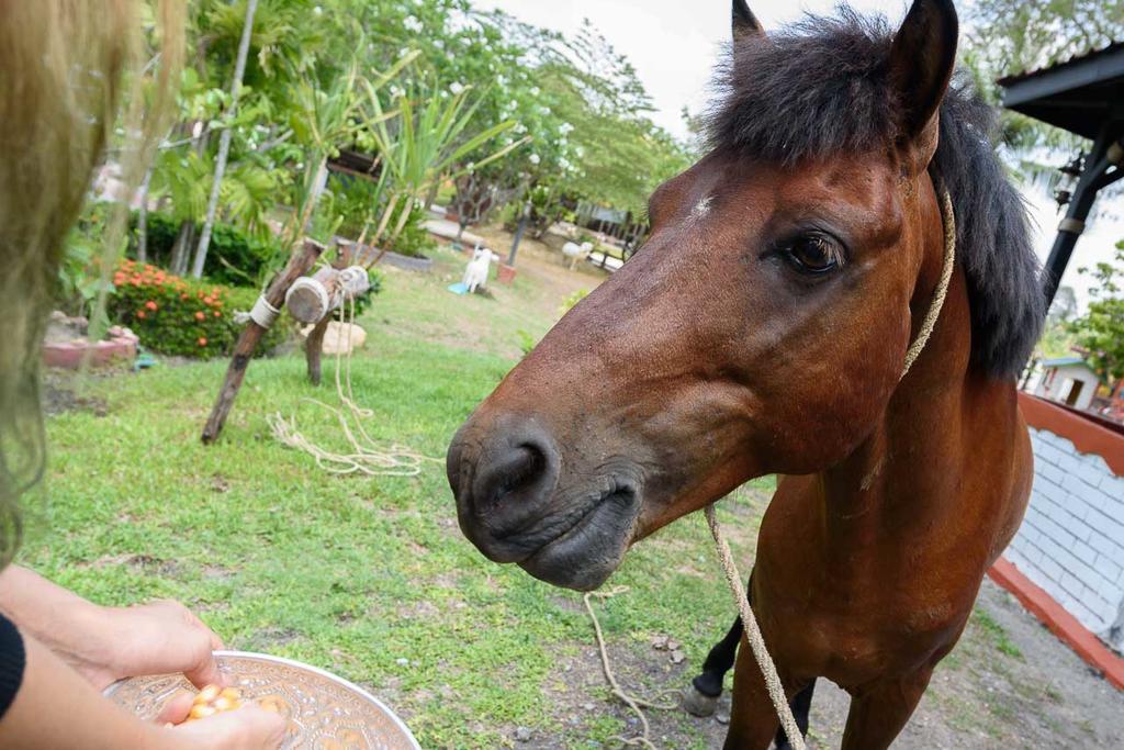 Cowboy Farm Resort Pattaya Ban Huai Yai Extérieur photo